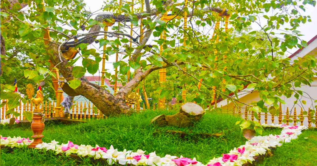 Jaya-Sri-Maha-Bodhi